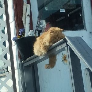 Meet your Posher, Constance